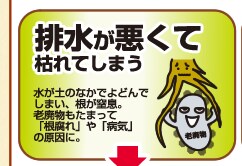 排水が悪くて枯れてしまう