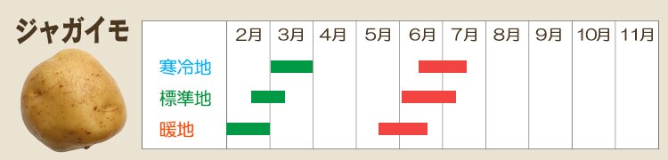 ジャガイモ