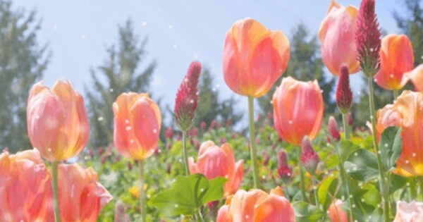 育てたい!チャレンジしたい!お花&野菜・果物ランキング!