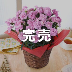 母の日ギフト特集 アイリスプラザ アイリスオーヤマ公式通販サイト