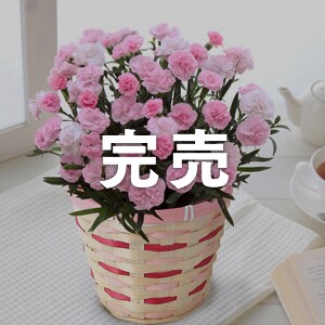 母の日ギフト特集 アイリスプラザ アイリスオーヤマ公式通販サイト