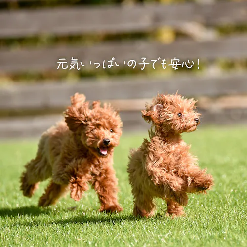【男の子用】【216枚】犬 おむつ ピタフィット S 72枚入×3袋 MNPD-S72 犬 おむつ_16