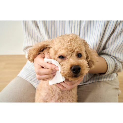 �y25���z�y�b�g�p�{�f�B�^�I���P�o DBWT-1P  25�� �E�F�b�g�^�I��_3