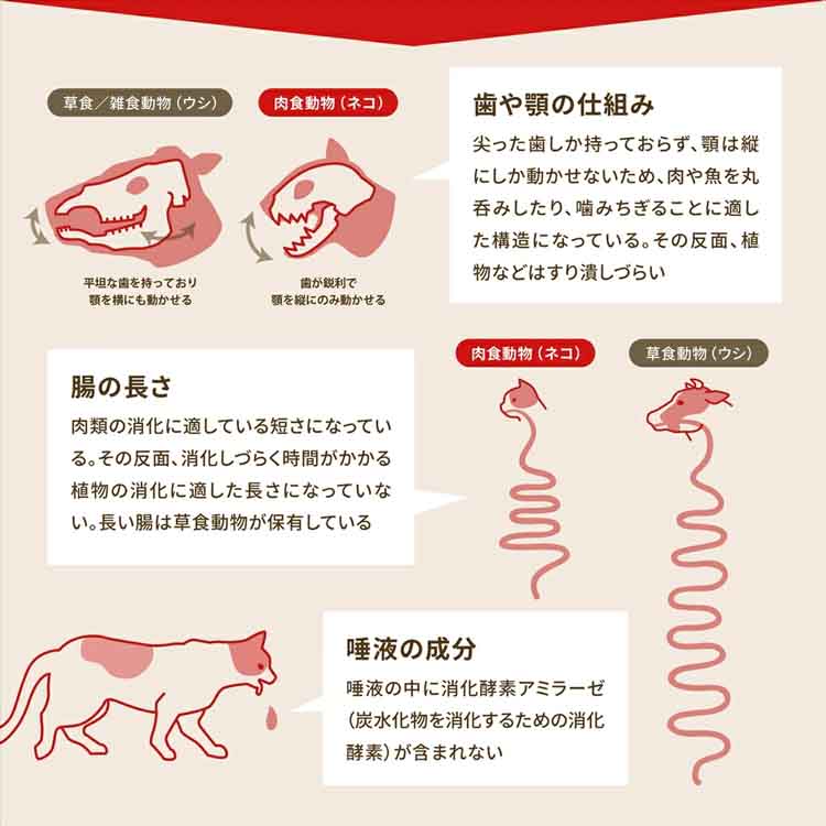 アカナ シニアドッグ 11.4kg 犬 フード 7112976 │アイリスオーヤマ