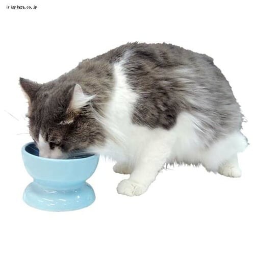 瀬戸焼 にゃん楽食器 水のみ ペッツルート_2