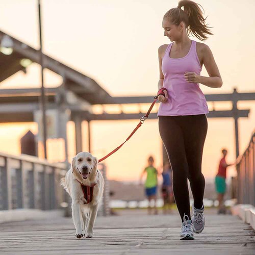 ���p���[�h   �[���V���b�N�G�N�X�e���V���� ���[�h ���b�h EZYDOG �C�[�W�[�h�b�O_2