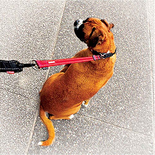 ���p���[�h   �\�t�g�G�N�X�e���V���� ���[�h ���b�h EZYDOG �C�[�W�[�h�b�O_2