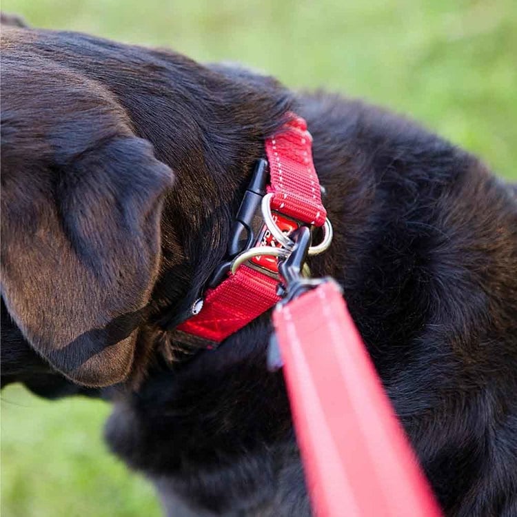 犬用 首輪 ダブルロックカラー S レッド EZYDOG イージードッグ