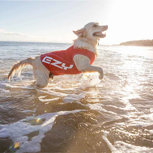 �� ���b�V���K�[�h  �h�b�O���b�V���K�[�h XS ���b�h EZYDOG �C�[�W�[�h�b�O_2