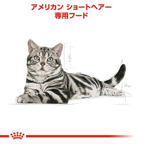 【6個セット】ロイヤルカナン 猫 アメリカンショートヘアー 成猫用 2kg 正規品 FBN(フィーライン ブリード ニュートリション)rccf33_3