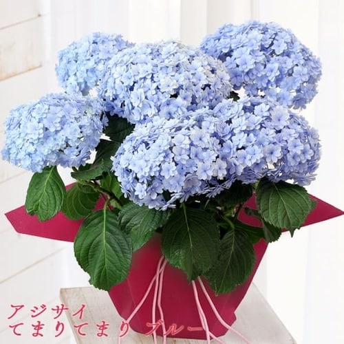 【母の日ギフト】鉢花・花束 全10種類