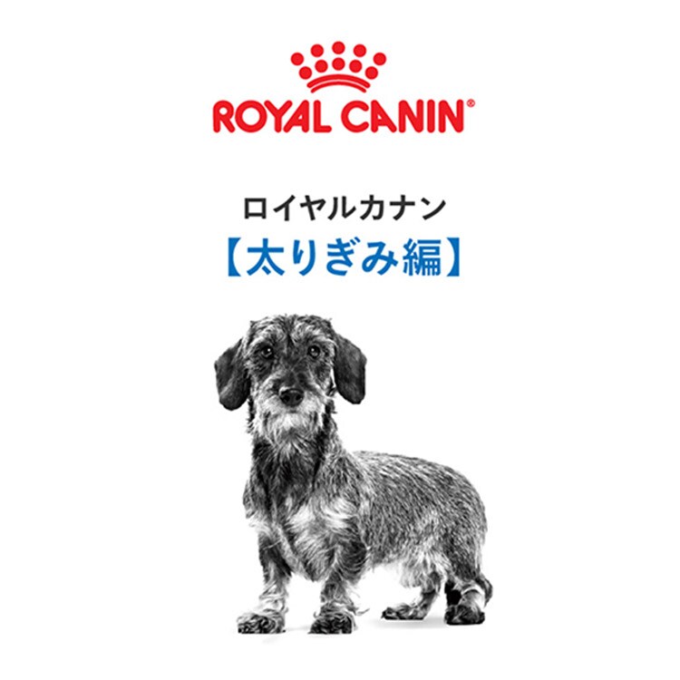 ロイヤルカナン 犬用 ミニ ライトウェイトケア 800g CCN（ケア