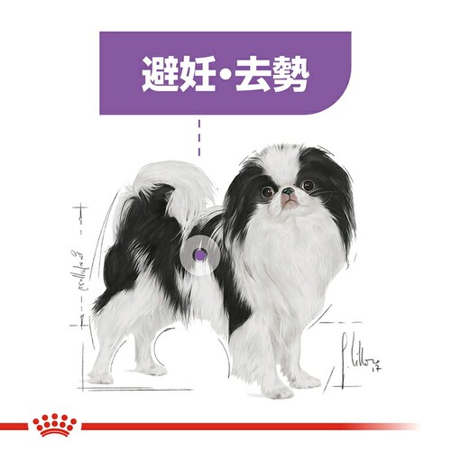 ロイヤルカナン エクストラ スモール ステアライズド 犬用 800g CCN(ケーナイン ケア ニュートリション)rcdb71_3