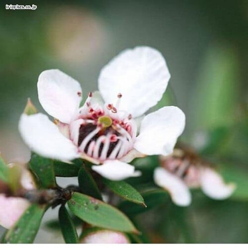 ���[�t �}�k�J�n�j�[ 250g UMF10�{ _3