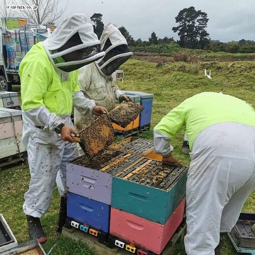 ���[�t �}�k�J�n�j�[ 250g UMF10�{ _5