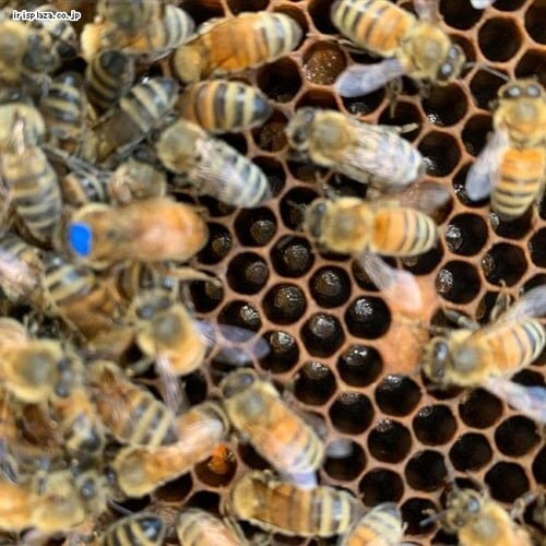 ���[�t �}�k�J�n�j�[ 250g UMF10�{ _6