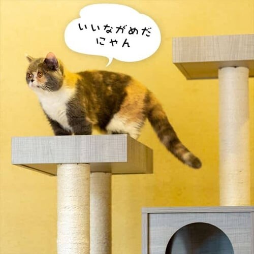 �L���b�g�^���[ �����u�� �i�`������ MCCT�]145 �ؐ� _7