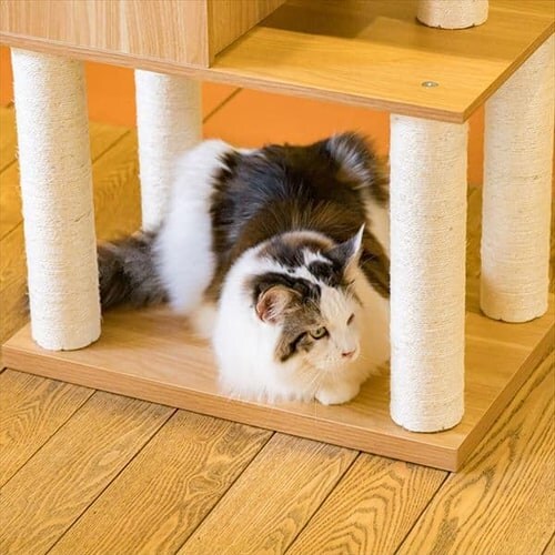 �L���b�g�^���[ �����u�� �i�`������ MCCT�]145 �ؐ� _11