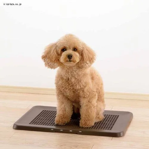 ���b�`�F�� ���|���ȒP�t���b�g�g���[ ���M�����[ �S2�F_2