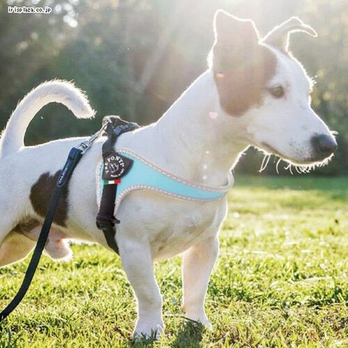 �� �n�[�l�X Fibbia adjustable type REFLECTIVE LTP120   4 ���b�h �� �U��_2