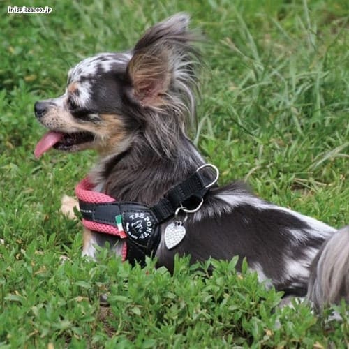 Fibbia adjustable type SOFT MESH 4�� LTP123 �C�G���[_2