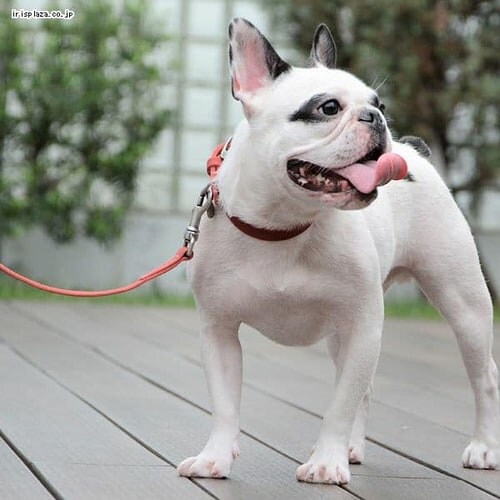 Pelle ingrassata colorata collar�i�J���[�h���U�[�J���[�j LDV101 3��_�C�G���[_3