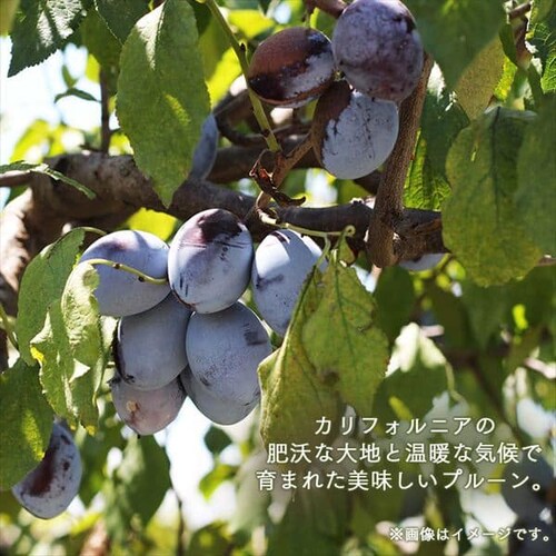 ���Y�� �J���t�H���j�A�v���[�� �픲�� 800g  �y������s�z_2