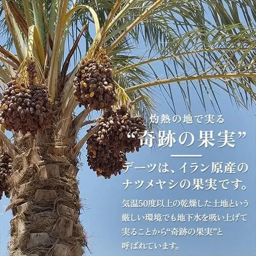 【3袋】種抜きデーツ 750g 【代引き不可】_3