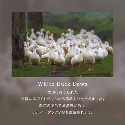 羽毛布団 セミダブル WDD90% 400dp 0.8kg 超軽量 アイボリー_9