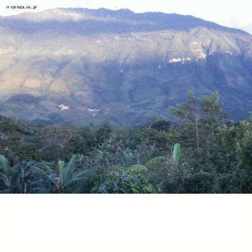 UCC �y6�zDRIP POD �z���W�����X&�R�����r�A 12P_3