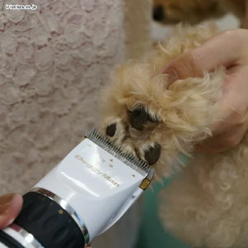 �h�M�[�}�� �z�[���o�[�o�[ �G�L�X�p�[�g�X�^�C��_4