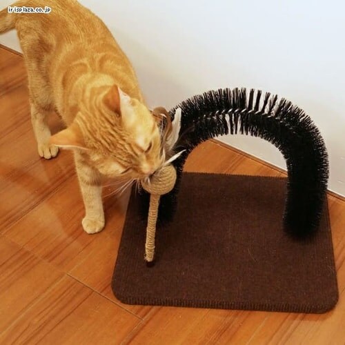 �L���e�B�[�}�� ���_�����[�� �тÂ��낢�u���V_4