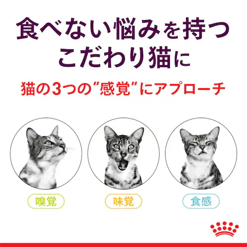 ���C�����J�i�� �L�p �E�F�b�g �Z���T���[ �t�B�[�� 85g �H���ɂ�����鐬�L�p FHN�i�t�B�[���C�� �w���X �j���[�g���V�����jrccf54_6