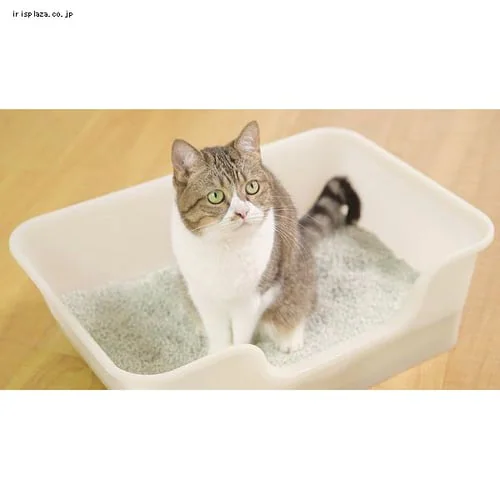 LION �b��t�J�� �j�I�C���Ƃ鍻��p �L�g�C�� 1��_2