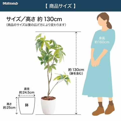 パキラ　高さ2m お引き取り 送料1500円】パキラ グラブラ 高陶器 7号1入り｜豊明卸問屋ドットコム