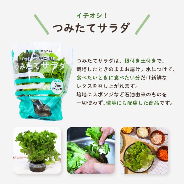 お任せ野菜ボックス 野菜11点セット【時間指定不可】【プラザセレクト