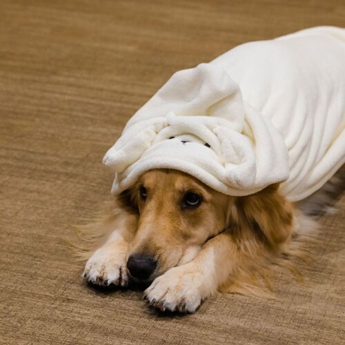 �J�����y�b�g���[�u �A�j�}�� �C�k �����^�`���^���E�L�p_7