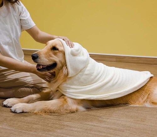 �J�����y�b�g���[�u �A�j�}�� �C�k �����^�`���^���E�L�p_8