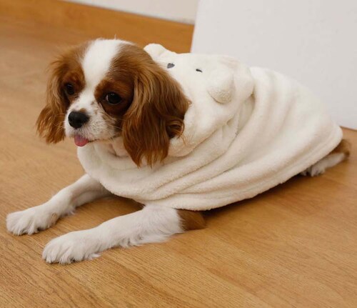 �J�����y�b�g���[�u �A�j�}�� �C�k �����^�`���^���E�L�p_12