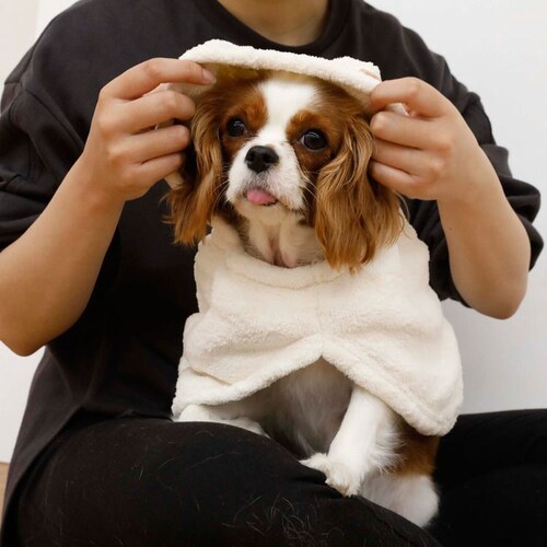 �J�����y�b�g���[�u �A�j�}�� �C�k �����^�`���^���E�L�p_15