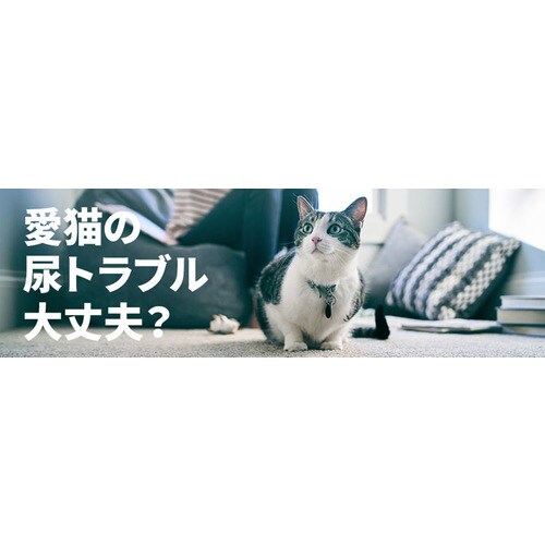 ヒルズ 【猫用】c/d マルチケアコンフォート 156g×24 チキン 7273760
