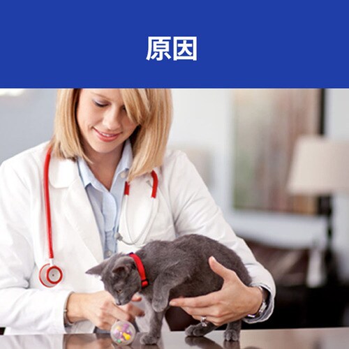 �q���Y �y�L�p�zc/d �}���`�P�A�R���t�H�[�g �t�B�b�V��&��ؓ���V�`���[ 82g _4