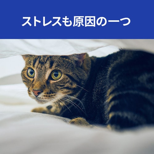 ヒルズ 【猫用】c/d マルチケアコンフォート フィッシュ&野菜入り