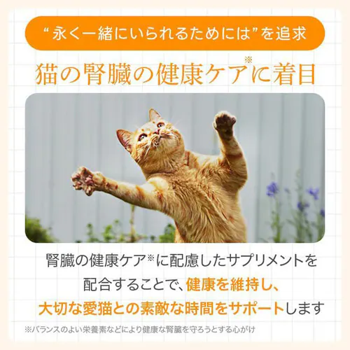 MISHONE �~�V������ �v-mitsugu- �v���~�A���y�[�X�g �T�[������ 6g�~8�{ _4