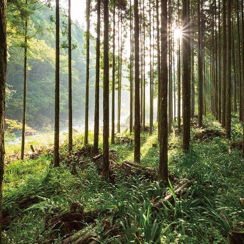 �y3�Z�b�g�z�ޗǌ��g��Y�̕O���g�������\�� 100�V 67141300 _3