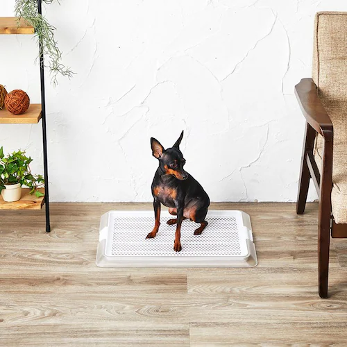 �{���r�A���R�� �y�b�g���[ �N���A���b�V�� S _2