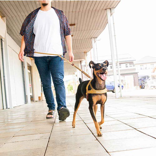 犬用 リード リード ロードランナーライト コーデュロイ EZYDOG イージードッグ_2