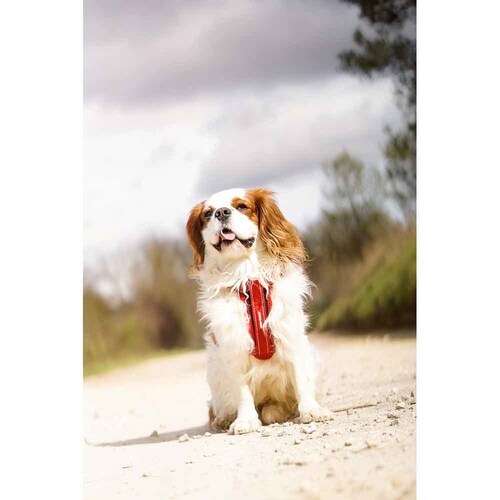 �� �n�[�l�X �n�[�l�X S �o�u���K�� EZYDOG �C�[�W�[�h�b�O_2