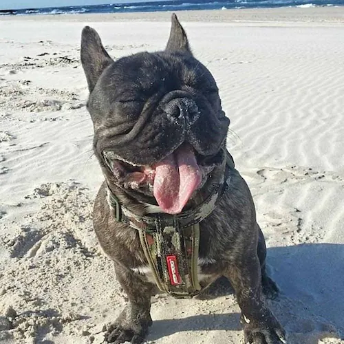 �� �n�[�l�X �n�[�l�X S �o�u���K�� EZYDOG �C�[�W�[�h�b�O_4