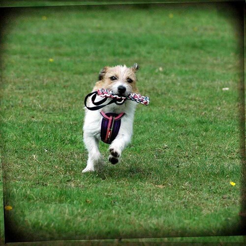 �� �n�[�l�X �n�[�l�X S �o�u���K�� EZYDOG �C�[�W�[�h�b�O_6